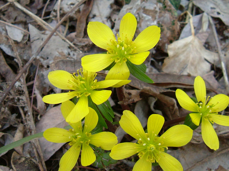 Eranthis hyemalis / Pie'' di gallo